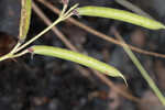 Florida hoarypea